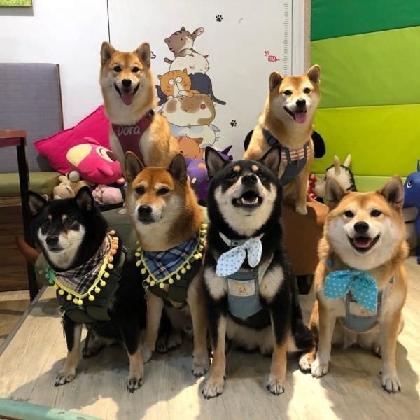 森林小徑健行店对宠物超友善